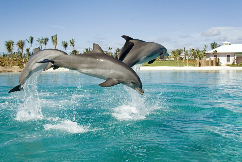 Dolphins at Atlantis